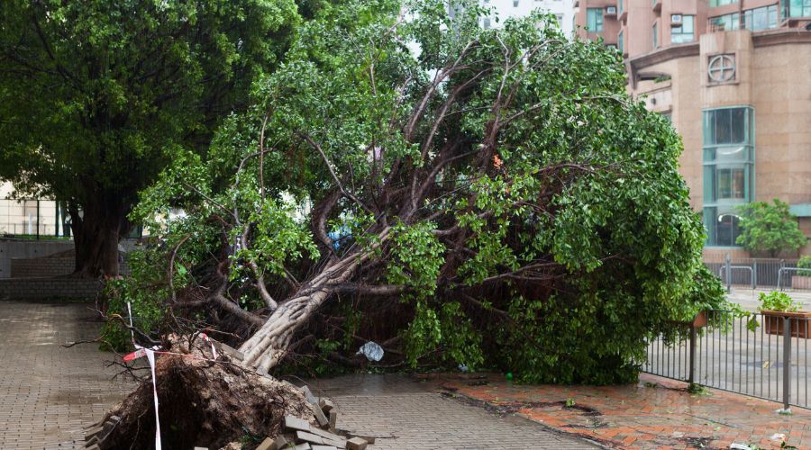 台風で木が倒れている